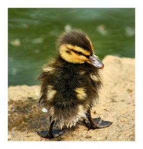 duckling