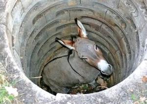 old-mule-in-the-well