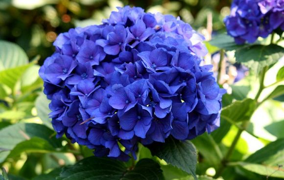 hydrangea flower arrangments in dark purple color