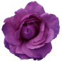 purple flower