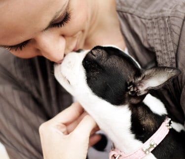 boston-terrier-kissing-woman